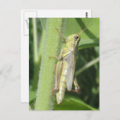 Grasshopper Nah Postkarte (Vorne/Hinten)