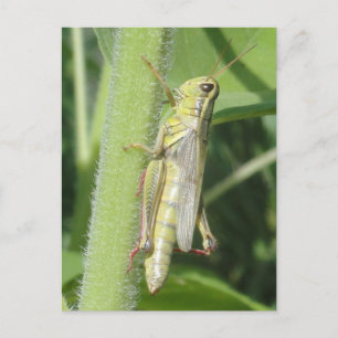 Grasshopper Nah Postkarte