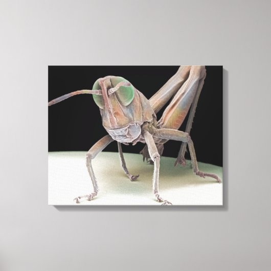 Grasshopper nymph leinwanddruck (Vorderseite)