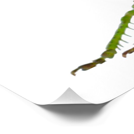 Grasshopper oder Retro-Insekt Poster (Ecke)