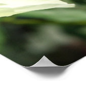 Grasshopper Pair 2 Poster (Ecke)