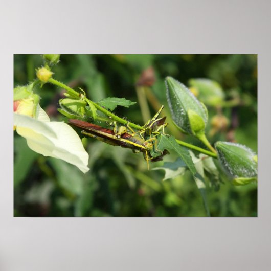 Grasshopper Pair 2 Poster (Vorne)