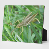 Grasshopper Plaque Fotoplatte (Seite)