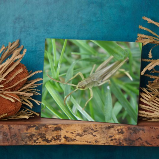 Grasshopper Plaque Fotoplatte (Seite)