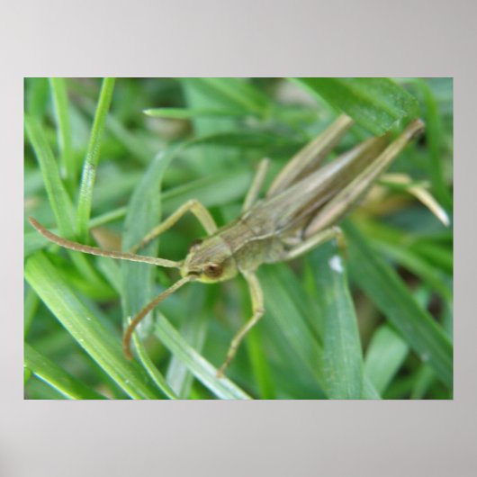 Grasshopper Poster (Vorne)