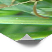 Grasshopper Poster (Ecke)