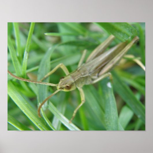 Grasshopper Poster (Vorne)