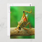 Grasshopper Postkarte (Vorne/Hinten)