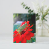 Grasshopper Postkarte (Stehend Vorderseite)