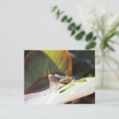 Grasshopper Postkarte (Stehend Vorderseite)