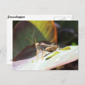 Grasshopper Postkarte (Vorne/Hinten)