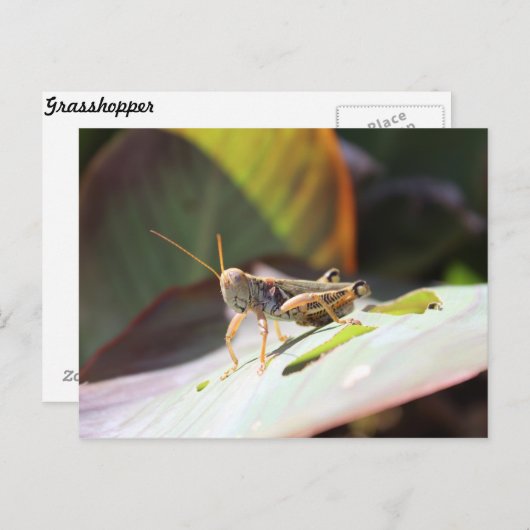 Grasshopper Postkarte (Vorne/Hinten)