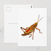 Grasshopper Postkarte (Vorne/Hinten)
