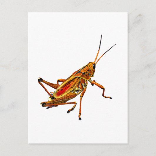 Grasshopper Postkarte (Vorderseite)