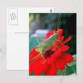 Grasshopper Postkarte (Vorne/Hinten)