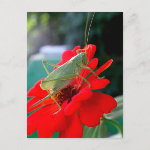 Grasshopper Postkarte