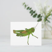 Grasshopper Postkarte (Stehend Vorderseite)