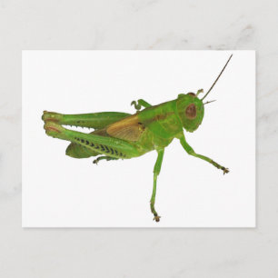 Grasshopper Postkarte
