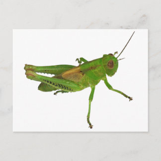 Grasshopper Postkarte