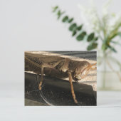 Grasshopper Postkarte (Stehend Vorderseite)