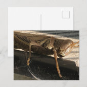 Grasshopper Postkarte (Vorne/Hinten)