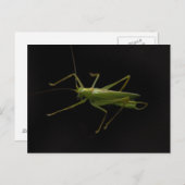 Grasshopper Postkarte (Vorne/Hinten)