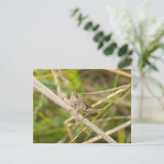 Grasshopper Postkarte (Stehend Vorderseite)