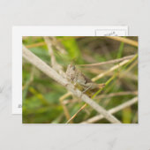 Grasshopper Postkarte (Vorne/Hinten)