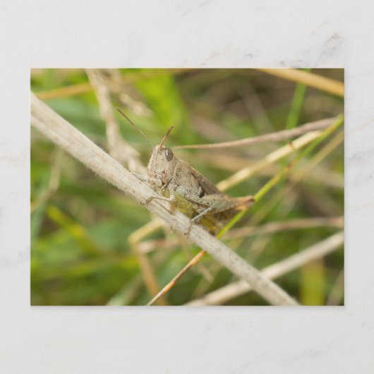 Grasshopper Postkarte (Vorderseite)