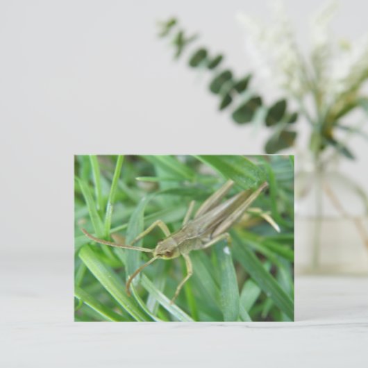 Grasshopper Postkarte (Stehend Vorderseite)