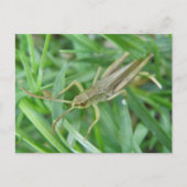 Grasshopper Postkarte (Vorderseite)