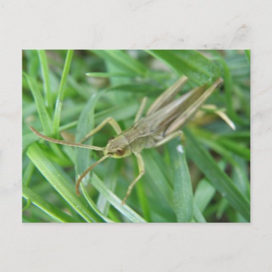 Grasshopper Postkarte (Vorderseite)