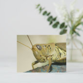 Grasshopper Postkarte. Postkarte (Stehend Vorderseite)