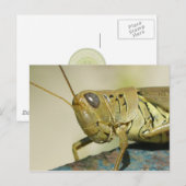 Grasshopper Postkarte. Postkarte (Vorne/Hinten)