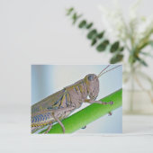 Grasshopper Postkarte. Postkarte (Stehend Vorderseite)