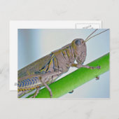 Grasshopper Postkarte. Postkarte (Vorne/Hinten)