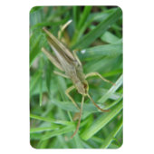 Grasshopper Premium Magnet (Vertikal)