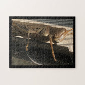 Grasshopper Puzzle (Horizontal)