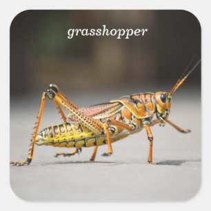 Grasshopper Quadratischer Aufkleber