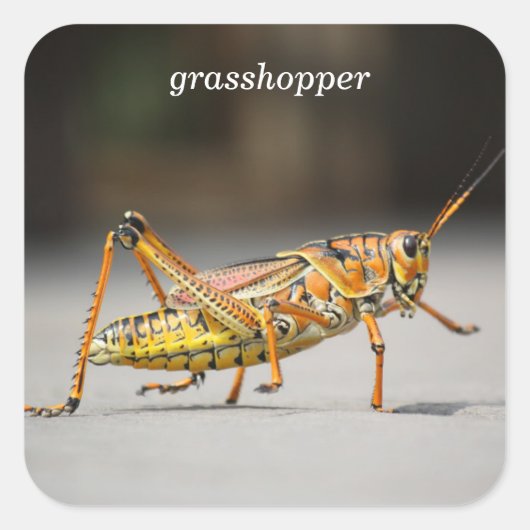 Grasshopper Quadratischer Aufkleber (Vorderseite)