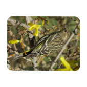 Grasshopper-Sparrow im Sonnenschein Magnet (Horizontal)