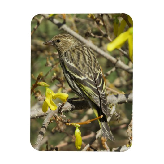 Grasshopper-Sparrow im Sonnenschein Magnet (Vertikal)
