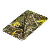 Grasshopper-Sparrow im Sonnenschein Magnet (Linke Seite)