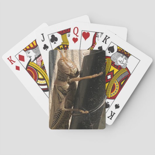 Grasshopper Spielkarten (Rückseite)