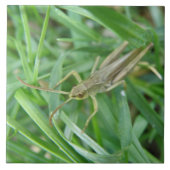 Grasshopper Tile Fliese (Vorderseite)