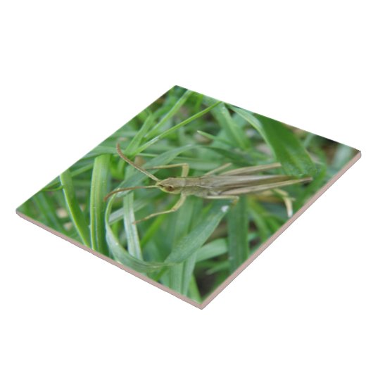 Grasshopper Tile Fliese (Seite)