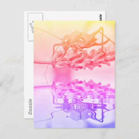 Grasshopper über Wasser mit Reflektion Postkarte (Vorne/Hinten)