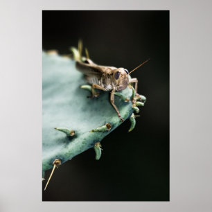 Grasshopper zum Kaktus Poster
