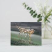 Grasshoppere Reflektionen Postkarte (Stehend Vorderseite)