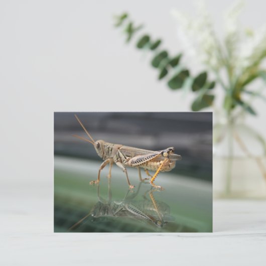 Grasshoppere Reflektionen Postkarte (Stehend Vorderseite)